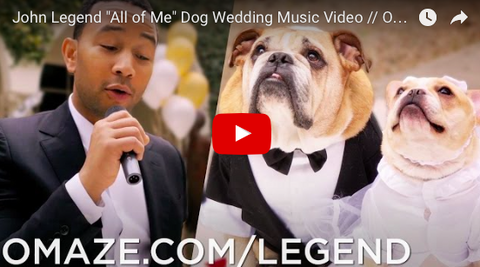 John Legend Dog Wedding Singer [VIDEO]