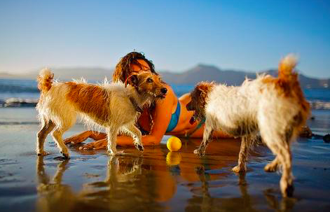 4 of the Best Dog Beaches in Southern California