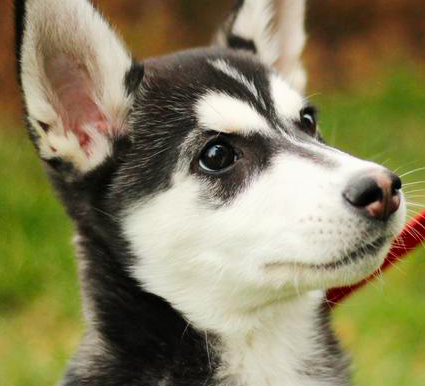 14 Interesting Facts About Dogs