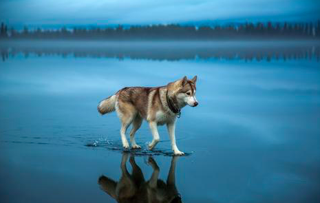 Fox Grom Captures Huskies Walking on Water [GALLERY]