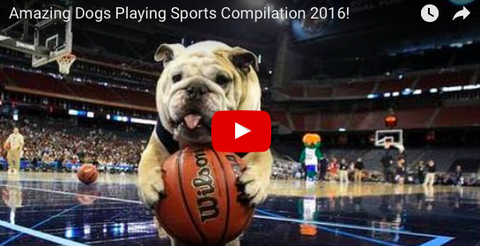 There Are Super-Dog Athletes Among Us! [VIDEO]