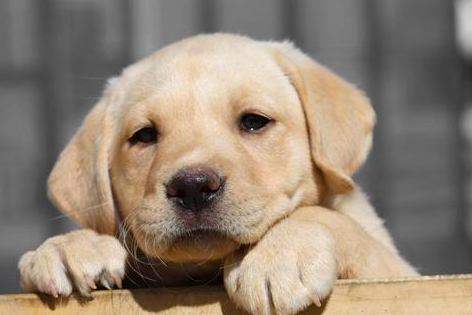 National Puppy Day is the Cutest Holiday Ever ... [GALLERY]