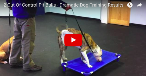 Trainer Does Amazing Work With Two Pitbulls! [VIDEO]