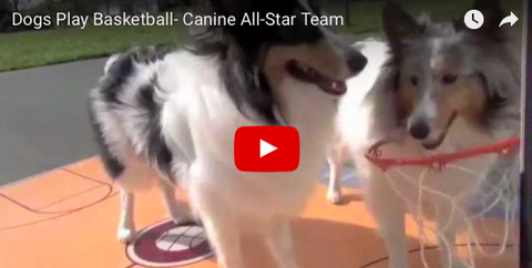 It's the Doggy Slam Dunk Contest [VIDEO]