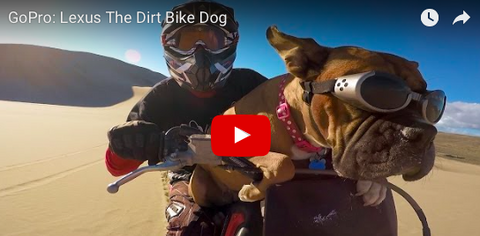 The Super Athlete of the Week! Dirt Bike Riding Dog [GoPro VIDEO]