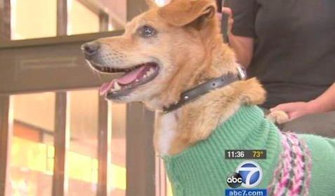 Dog Floating in Los Angeles River Gets Rescued ... Twice