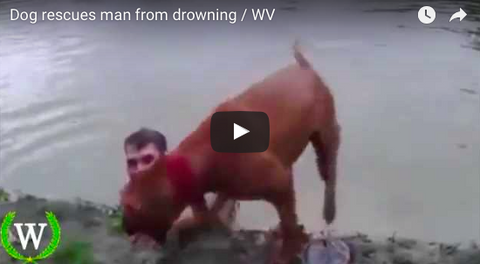 This is the Dog You Want by Your Side! [VIDEO]