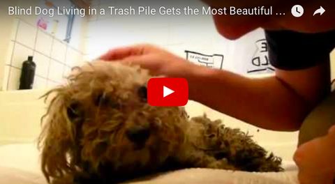 Inspirational Dog Story With Amazing Ending: Blind Dog Gets Rescued