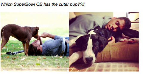 SuperBowl Dog Poll:  Brady vs Wilson