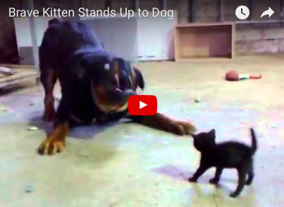 The Bravest Kitten of All Time! [VIDEO]