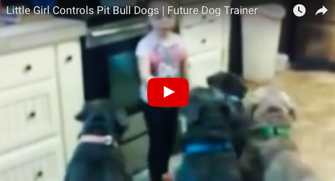Awesome Little Girl Controls Pack of Pitbulls [VIDEO]
