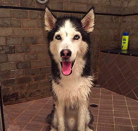 The Science Behind Why Wet Dogs Smell