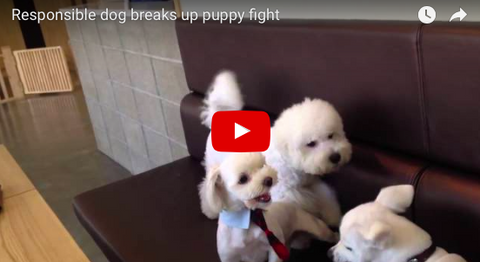Responsible Dog Breaks Up Fight [VIDEO]