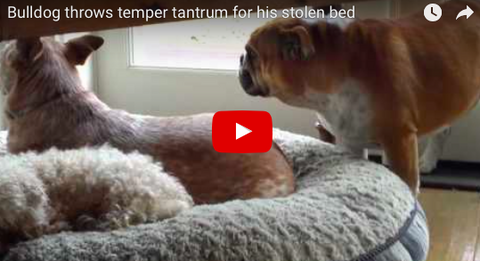 Bulldog Throws Temper Tantrum Over Stolen Bed [FUNNY VIDEO]
