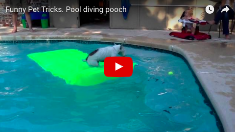 The SportLeash SUPER ATHLETE of the Week! - Pool Diving Pup [VIDEO]