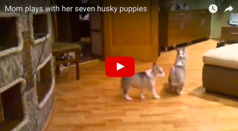 Husky Vid of the Week! Mama Husky Plays With 7 Pups [VIDEO]