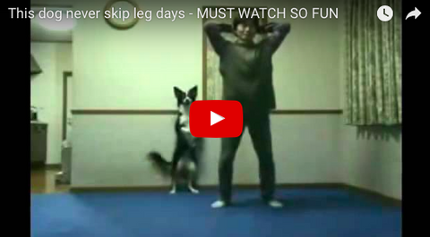 Friday Motivation!  This Dog Will Not Skip Leg Day [VIDEO]