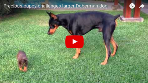 Doberman Puppy Flexes His Little Muscles on Much Bigger Male [VIDEO]