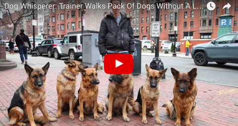 Brazilian Man Walks LEASH-LESS Pack of 6 Dogs Through Boston [AMAZING VIDEO]