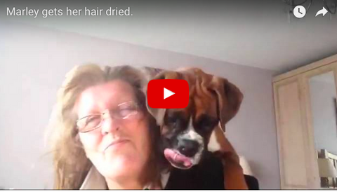 Cute Boxer Defends Owner Against Evil Hair Dryer! [VIDEO]