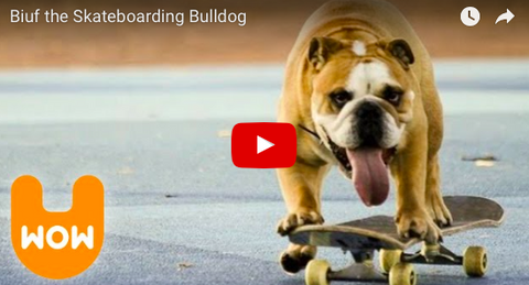 SL's SUPER ATHLETE of the Week: Biuf the Skateboarding Bulldog [VIDEO]
