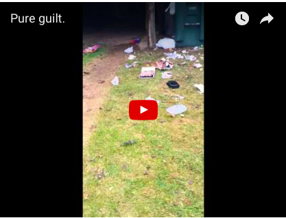 Dog Feels So Guilty She Punishes Herself! [FUNNY VIDEO]