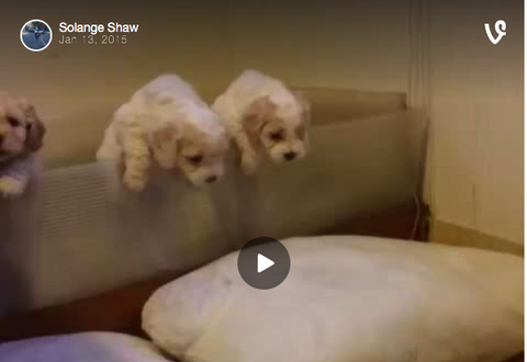 FUNNY VINE: Puppies Try to Escape [VIDEO]