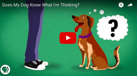 Do Our Dogs Actually Know What We're Thinking? [WATCH VIDEO]