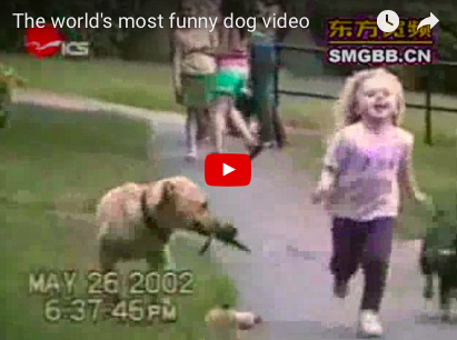 FUNNY Dog Video:  Always a good way to start the weekend [VIDEO]