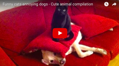 Funny! Cats Messing with Dogs [VIDEO]