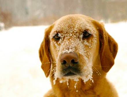 Dogs That Are Just 