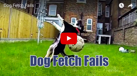 Dog Fetch Fails [VIDEO]