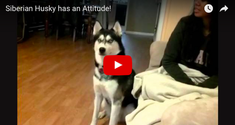 Funny Husky Cops Attitude!  Denies Mom Kisses Over and Over [VIDEO]