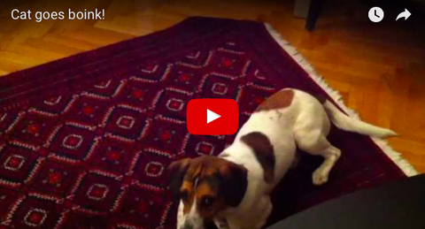 Dog Isn't Phased By Cat One Bit [VIDEO]