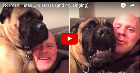 Norman the Mastiff is Over Christmas [VIDEO]