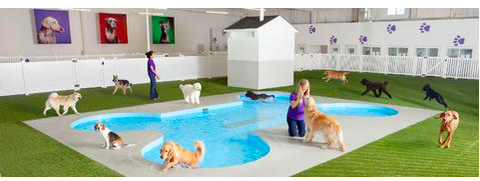 Pet Industry Trend:  The Airport Pet Resort