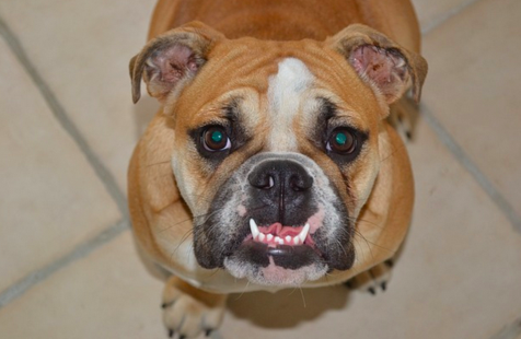 Keeping Up With Your Pup's Dental Health - 4 Helpful Tips