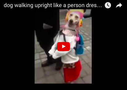 Dog Walking Upright Like Person is Hilarious ... and Kind of Weird [VIDEO]