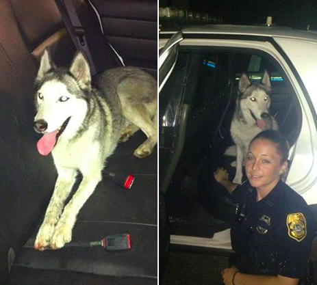 Great Story:  Facebook Leads Man to Lost Husky