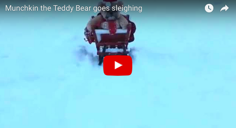 Funny little Shih Tzu Riding a Sleigh like Santa [VIDEO]