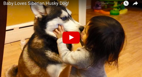 Husky Video of the Week:  Adorable Baby Girl Loves Playing with her Husky [VIDEO]
