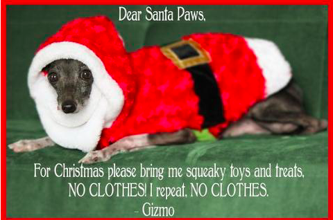 Funny Christmas / Dog Memes! [IMAGES]