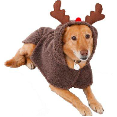Santa Paws' Rein-Dogs [IMAGES]