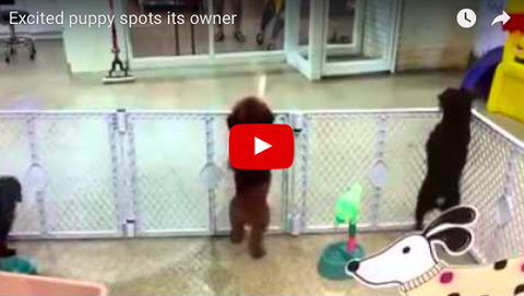 Excited dog puts on his dancing shoes