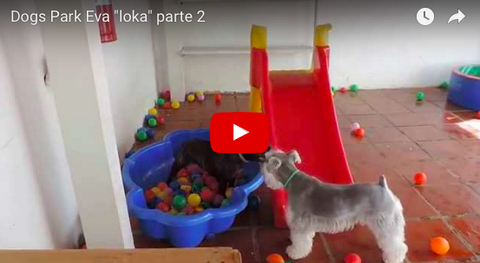 Frenchie Going Crazy in the Ball Pit! [VIDEO]