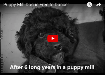 Dog Dances Her Way To Freedom! [VIDEO]