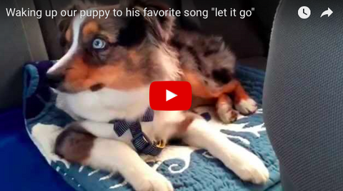 Dog Wakes Up From Nap to Sing Song! [VIDEO]