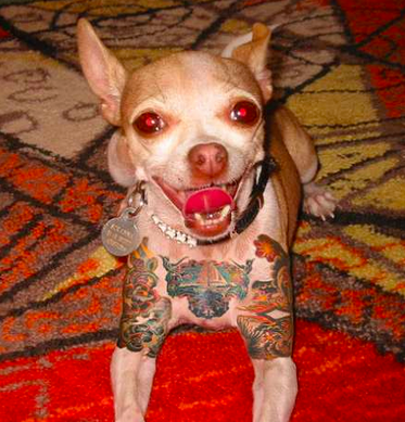 No More Tattooing and Piercing Pets in New York ... (Yes, you read that correctly.)