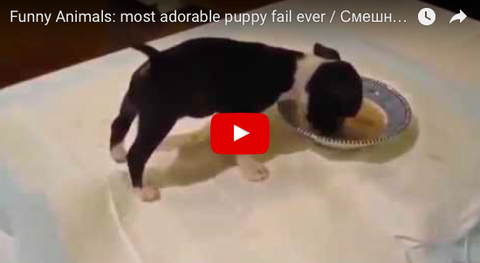 Tiny Puppy Fails Miserably ... But Awesomely! [VIDEO]