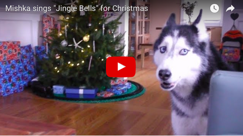 Mishka The Husky (And Friends) Sing Jingle Bells! [VIDEO]